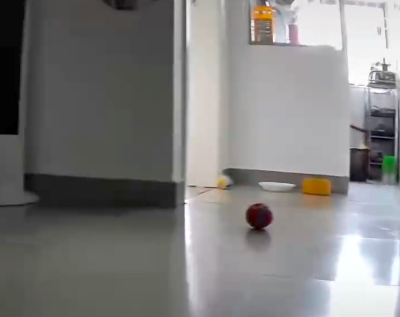 狗能看見什么顏色_能狗看見顏色的圖片_狗看見顏色嗎