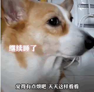 狗能看見什么顏色_狗看見顏色嗎_能狗看見顏色的圖片