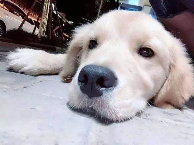 狗狗驅蟲后多久可以洗澡_狗狗驅蟲多久一次_狗狗驅蟲用什么藥最好