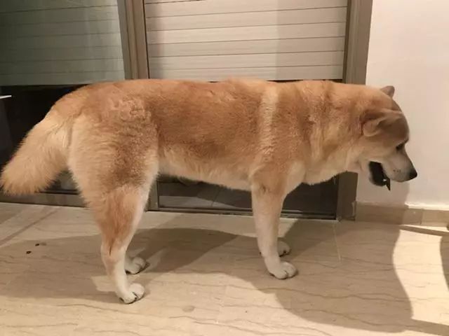 狗狗驅蟲用什么藥最好_狗狗驅蟲多久一次_狗狗驅蟲后多久可以洗澡