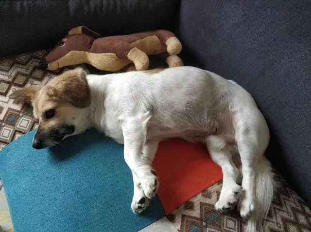 狗狗驅蟲多久一次_狗狗驅蟲后多久可以洗澡_狗狗驅蟲用什么藥最好
