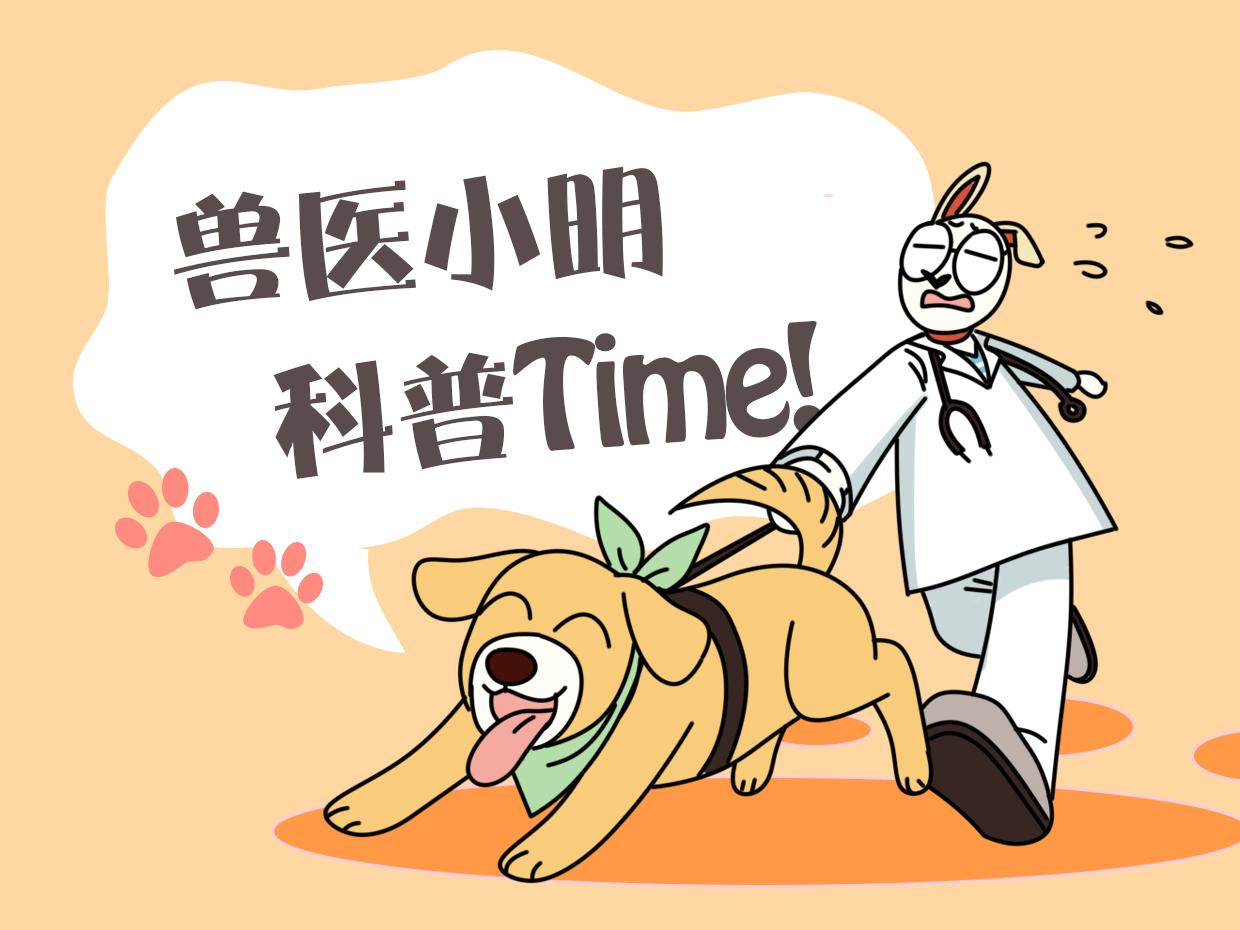 中華田園犬多少錢一只幼犬_中華田園犬多少錢一只_中華田園犬純種多少錢