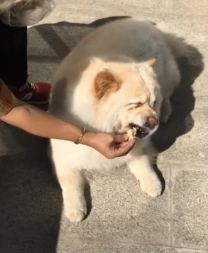 狗能喝牛奶_狗狗可以喝純牛奶嗎?_狗喝牛奶行不行