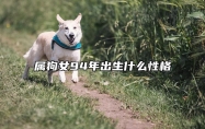 82年屬狗人2023年運程