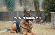 1982年屬狗的財運 1982年屬狗的財運和運氣如何