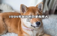 1994年屬狗的命里有兩大劫 94年狗過了28歲會越來越好