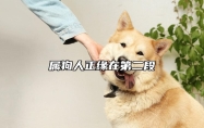 屬狗人正緣在第二段 狗的正緣桃花是誰