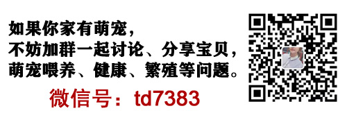 金毛和拉布拉多哪個(gè)好