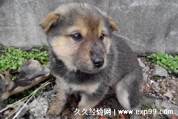 中華田園犬多少錢一只，20元到1000元不等