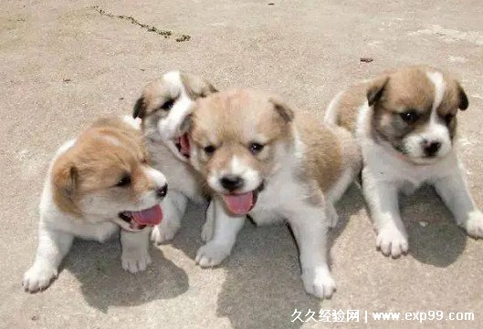 中華田園犬幾塊錢_中華田園犬多少錢一只_中華田園犬價(jià)值多少錢一只