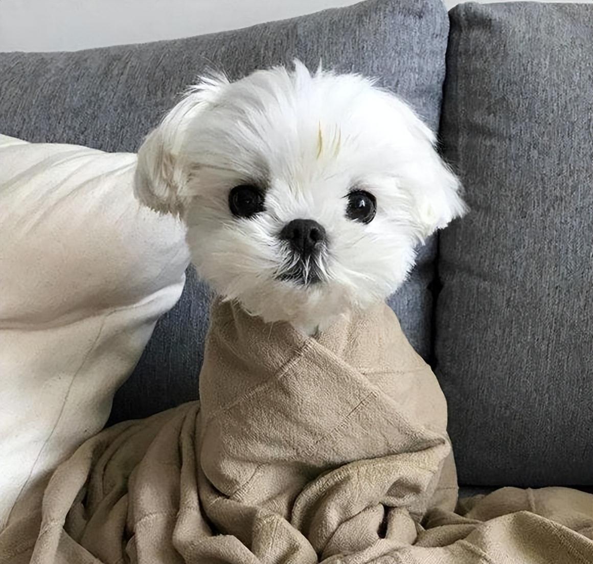 比熊犬怎么訓(xùn)練才能聽話_怎樣訓(xùn)練比熊聽話_比熊很聽話