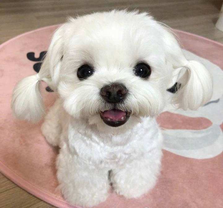 比熊犬怎么訓(xùn)練才能聽話_比熊很聽話_怎樣訓(xùn)練比熊聽話
