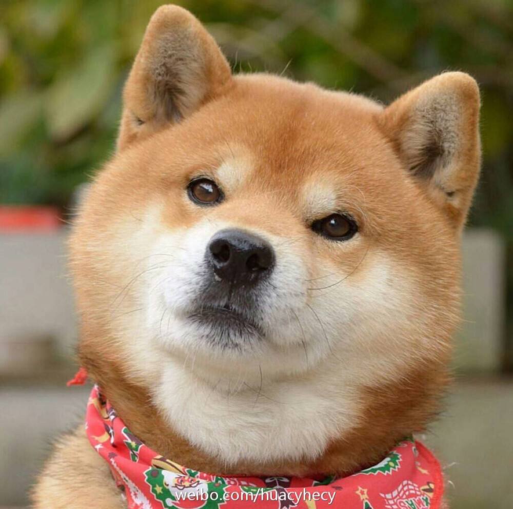 怎樣訓(xùn)練比熊聽話_比熊犬怎么訓(xùn)練才能聽話_比熊很聽話