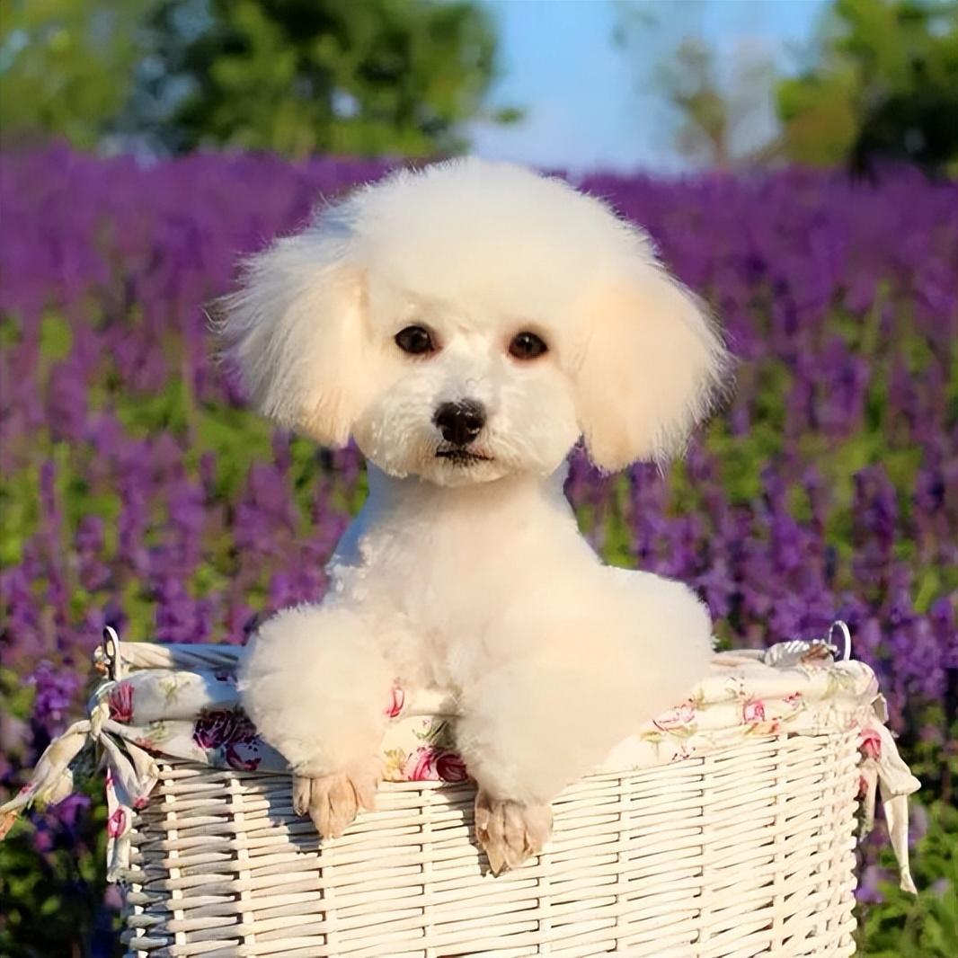 比熊犬怎么訓(xùn)練才能聽話_怎樣訓(xùn)練比熊聽話_比熊很聽話