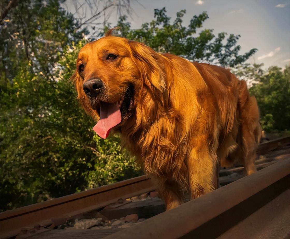 比熊犬怎么訓練才能聽話_聽話的比熊_怎樣使比熊聽主人的話