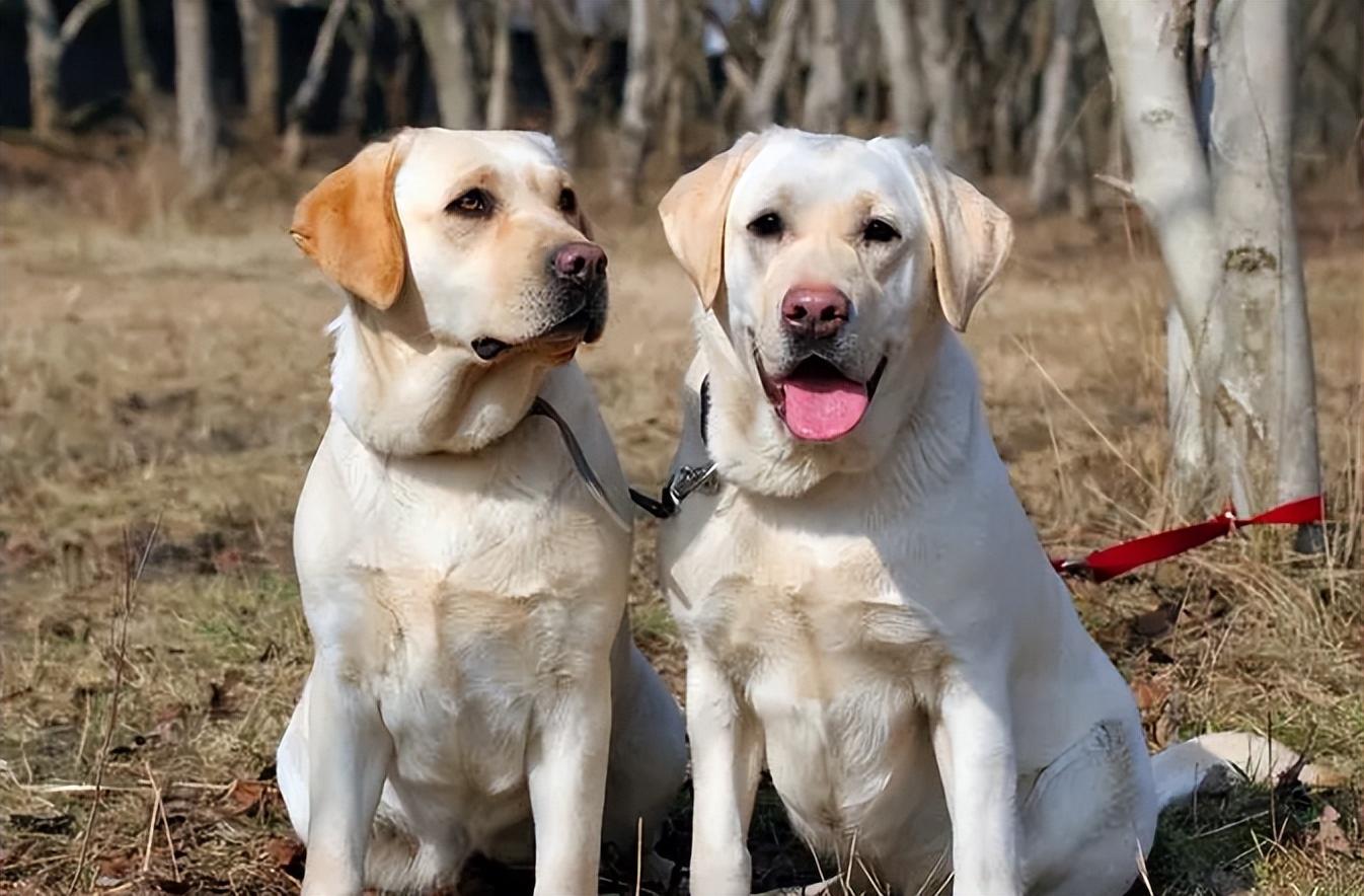 比熊犬怎么訓練才能聽話_怎樣使比熊聽主人的話_聽話的比熊