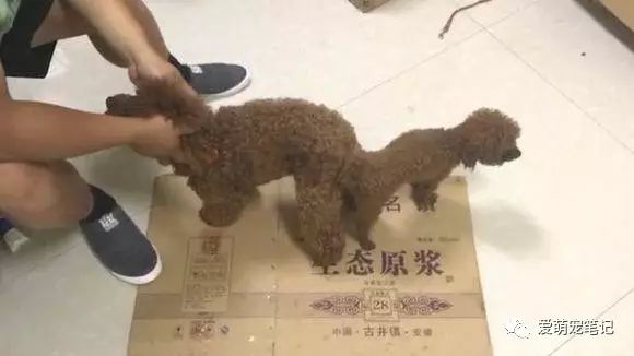 懷孕的泰迪生了八只狗寶寶，喂養不到一周的時間，噩夢就開始了！