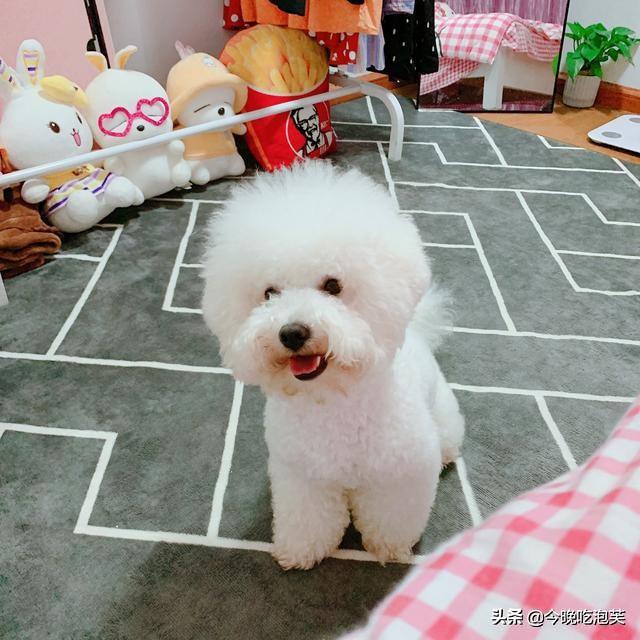 曝光！比熊犬的“5宗罪”，看完你還敢養(yǎng)嗎？