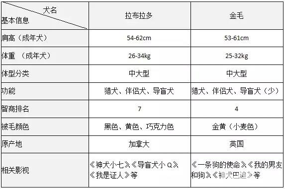 拉布拉多和金毛有什么區別，拉布拉多和金毛哪個好養