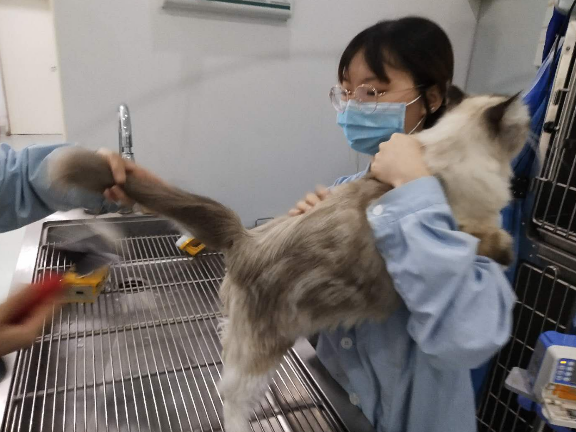 狗體內驅蟲用什么藥 成華區汪喵動物醫院供應