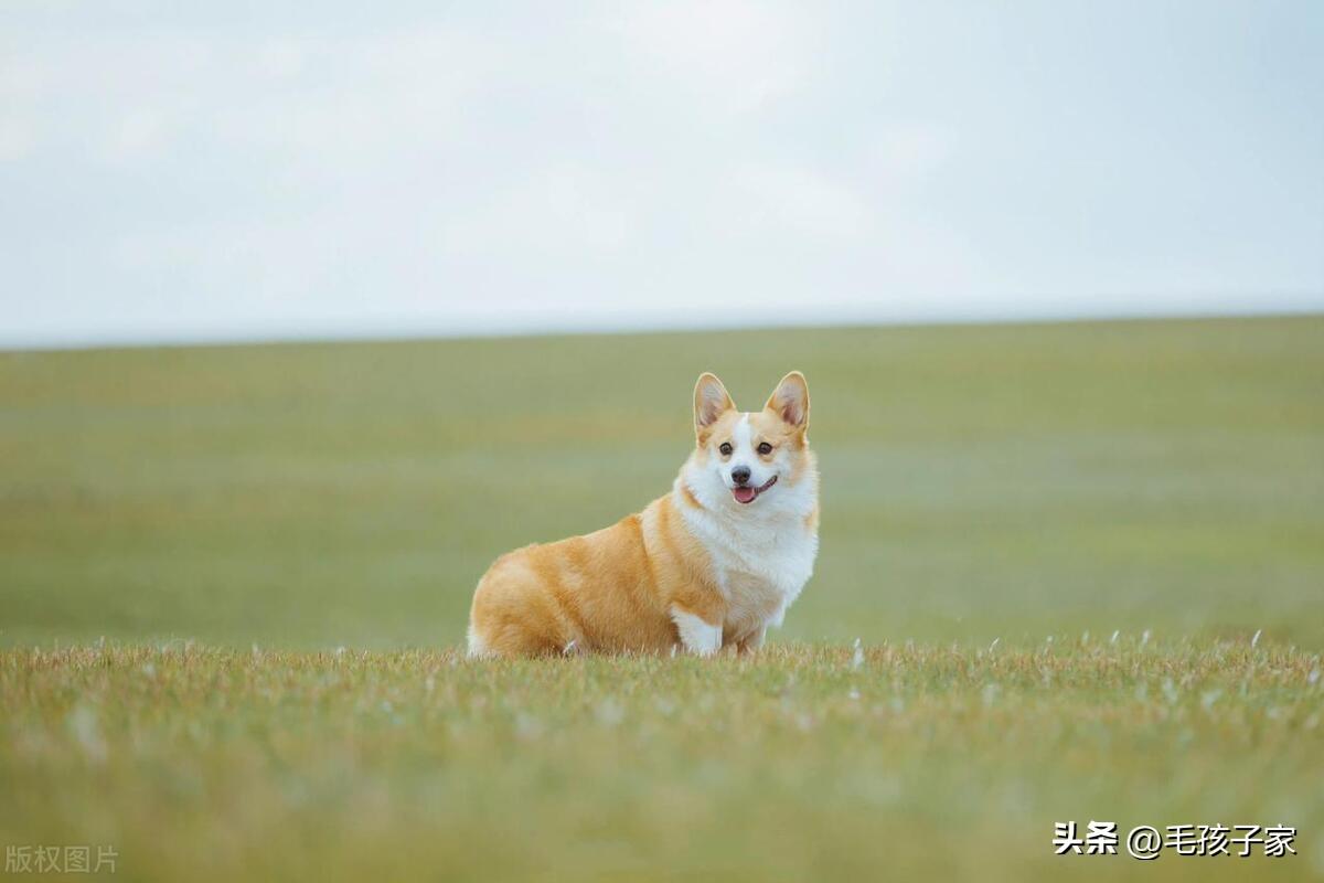 跳蚤狗身上的跳蚤怎么弄干凈_狗身上的跳蚤怎么去除_去除狗跳蚤身上會癢嗎
