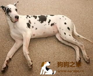 阿富汗獵犬：狗懷孕特征 孕期護理及禁忌