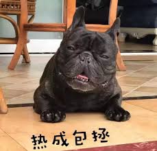 狗狗新手養(yǎng)好還是老狗_十大新手最好養(yǎng)的狗狗_狗狗新手養(yǎng)好還是養(yǎng)好
