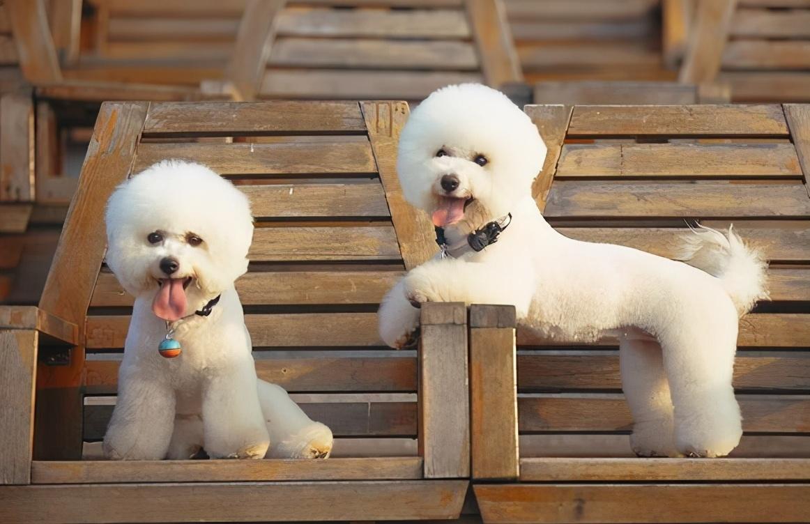 純種比熊犬和串串比熊犬，誰更好養？