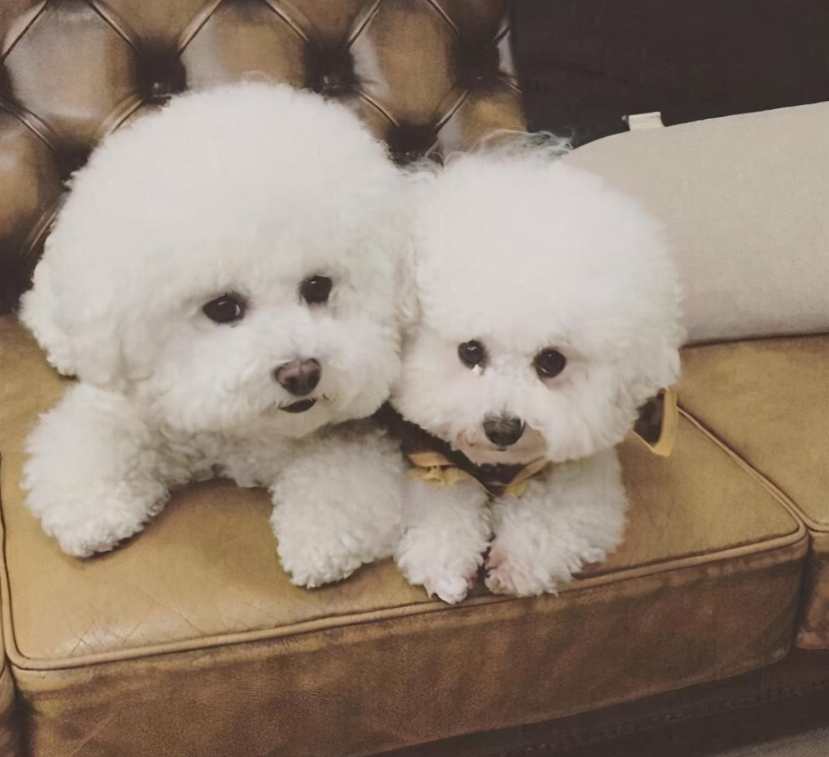 小型犬比熊_小比熊犬多少錢一只_比比熊小的狗