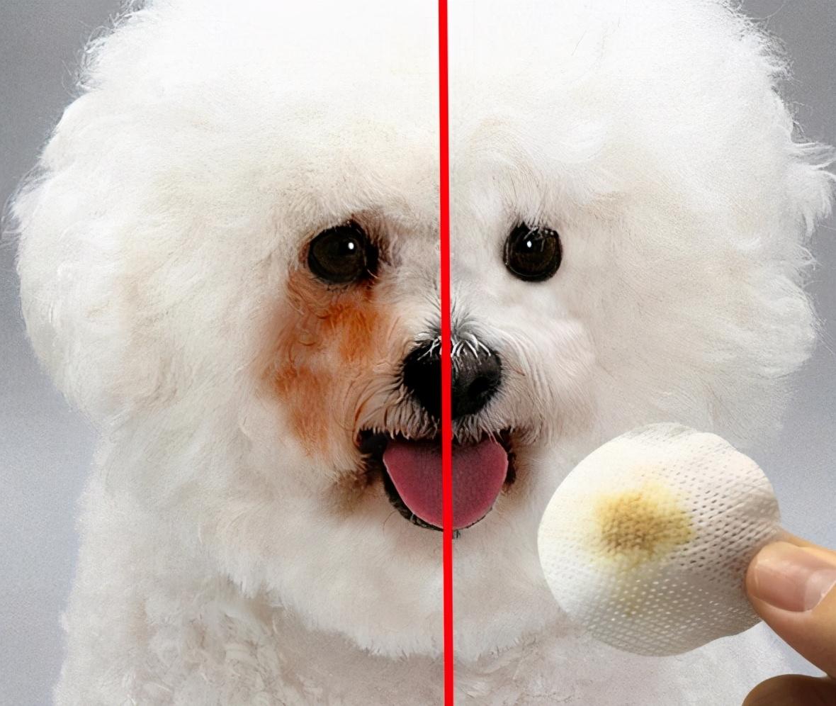 小型犬比熊_比比熊小的狗_小比熊犬多少錢一只