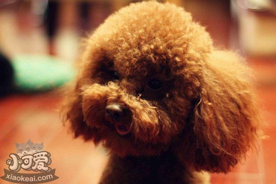泰迪嘔吐怎么回事 泰迪犬嘔吐吃藥治療方法