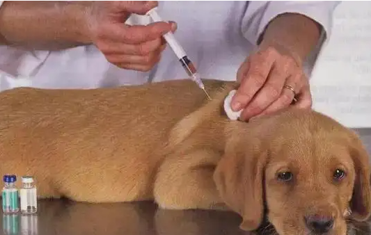 打狗的疫苗_狗疫苗多久打一次多少錢_給狗打疫苗貴不貴