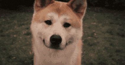 狗狗可以看見顏色_狗狗能不能看見顏色_狗狗能看到什么顏色