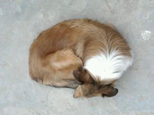 狗狗能不能看見顏色_狗狗可以看見顏色_狗狗能看到什么顏色