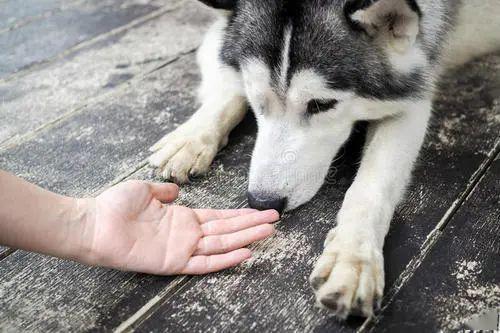 狗狗能看到什么顏色_狗狗可以看見顏色_狗狗能不能看見顏色