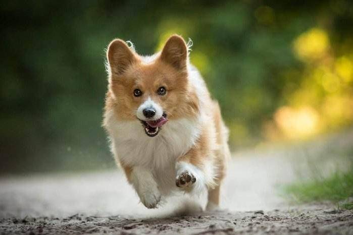 狗狗渾身發抖怎么了？可別太大意了