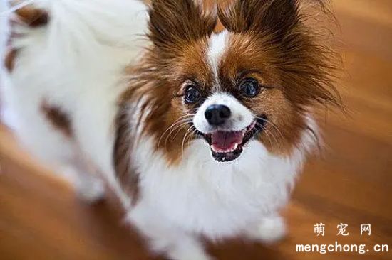 蝴蝶犬中暑怎么辦？