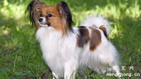 如何改掉蝴蝶犬不良習慣？