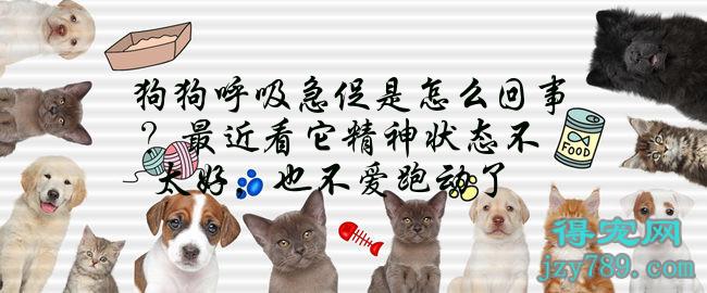 狗狗呼吸急促是怎么回事？最近看它精神狀態不太好，也不愛跑動了