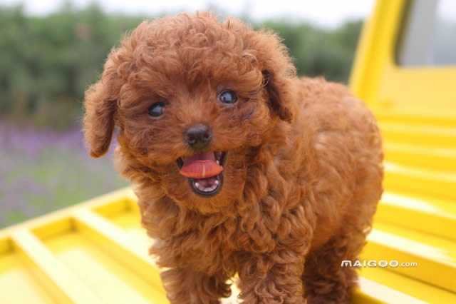 十種最好養的小型犬_家庭護衛養那種小型犬_哪種小型犬好養又聰明
