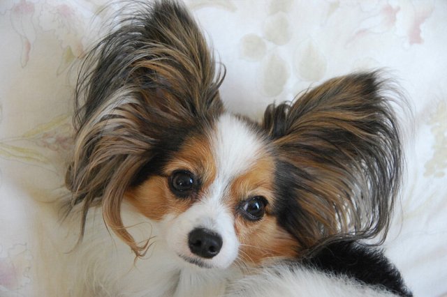 哪種小型犬好養又聰明_家庭護衛養那種小型犬_十種最好養的小型犬