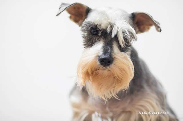 哪種小型犬好養又聰明_家庭護衛養那種小型犬_十種最好養的小型犬