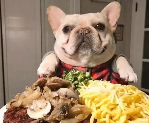 狗狗可以吃的食物，“這5種美食”，狗狗都愛吃