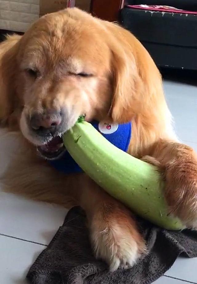 狗狗吃藍莓會中毒嗎_狗可以吃藍莓嗎_狗吃藍莓可以驅蟲嗎