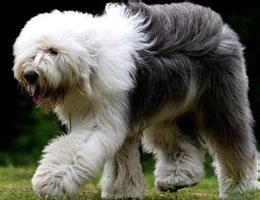古代牧羊犬價格