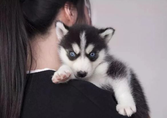 適合家庭飼養的狗狗:家里最適合養什么樣的狗