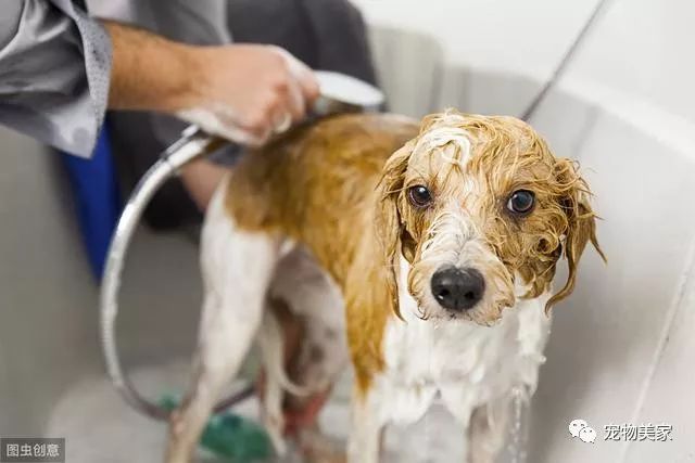 犬界中體味最輕的5種狗，很適合家養，你家的上榜了嗎？