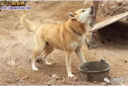 適合家養的狗、適合家里飼養的寵物狗品種有哪些？