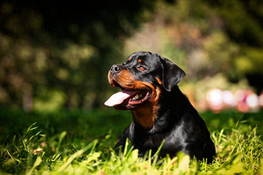 怎么訓(xùn)練馬犬聽話視頻_聽話訓(xùn)練馬犬視頻_馬犬怎么訓(xùn)練聽話