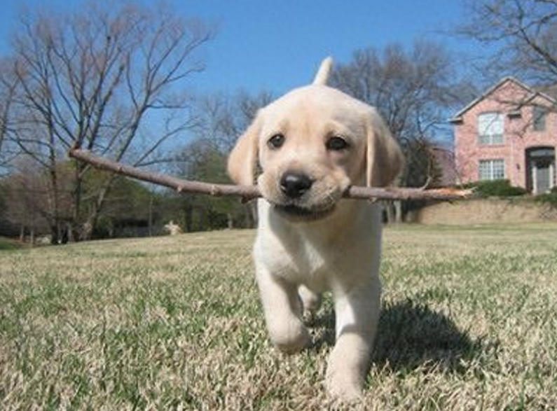 聽話訓(xùn)練馬犬視頻_怎么訓(xùn)練馬犬聽話視頻_馬犬怎么訓(xùn)練聽話
